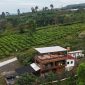 Papyrus Cafe and Camping Site yang berlokasi di kawasan wisata Pondok Halimun, Kecamatan/Kabupaten Sukabumi. Foto: Istimewa.