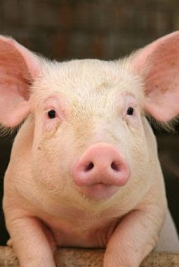 Di Luar Nurul! China Berhasil Transplantasi Paru-paru Babi ke Manusia