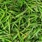 Harga cabai yang dijual di Pasar Kota Sukabumi. Foto: Pixabay.