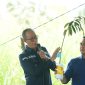 Wali Kota Sukabumi H. Ayep Zaki sedang memperlihatkan tanaman bambu betung di Gorontalo, Kamis (30/10).