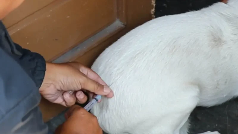 Vaksinasi hewan penular rabies di Kota Sukabumi. (Istimewa)