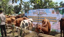 Hewan qurban yang akan didistribusikan Polres Sukabumi Kota kepada puluhan penerima manfaat di halaman Mapolsek Warudoyong, Selasa (26/5). (Foto: Humas Polres Sukabumi Kota)